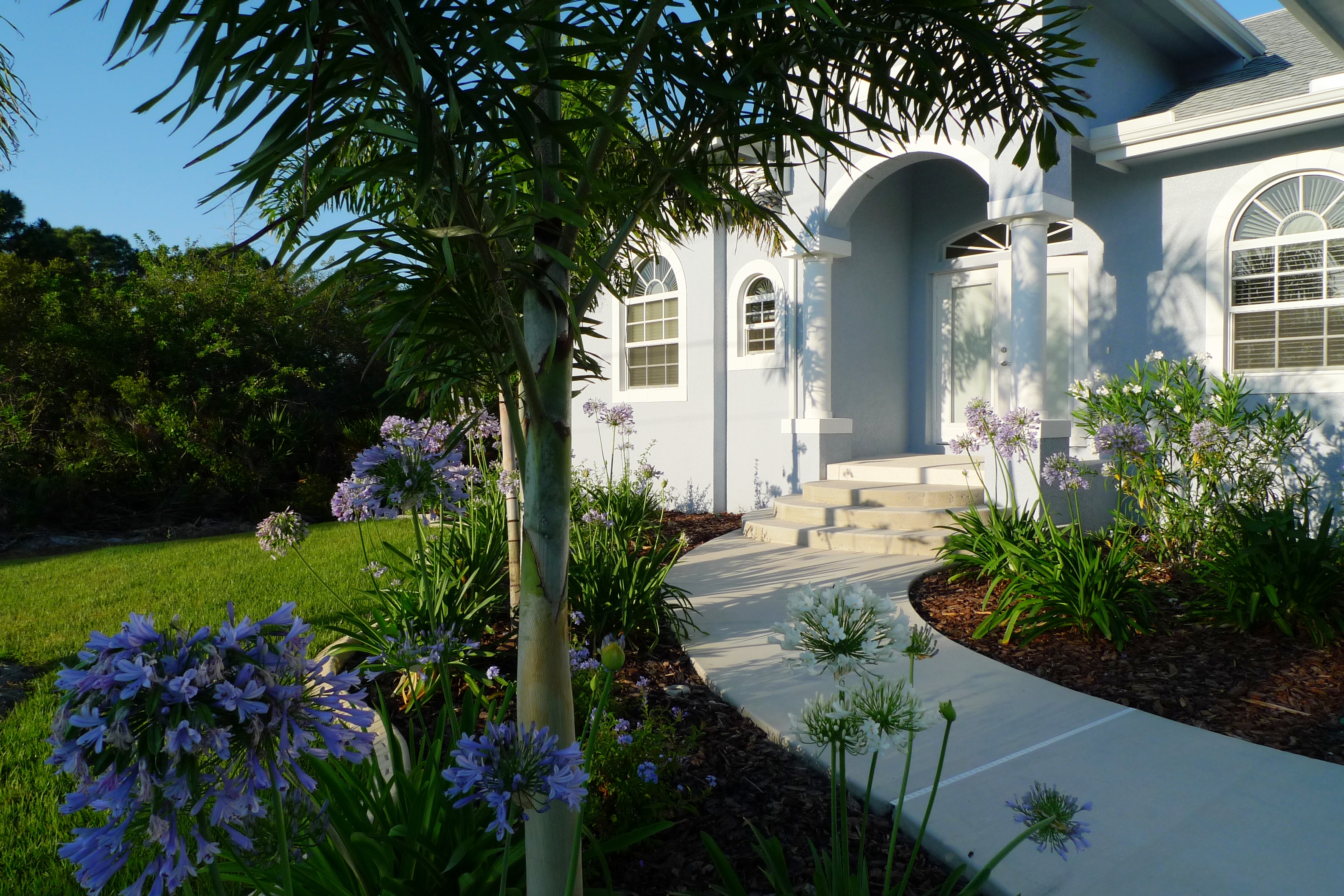 Plumbago seasonnal rental 5394