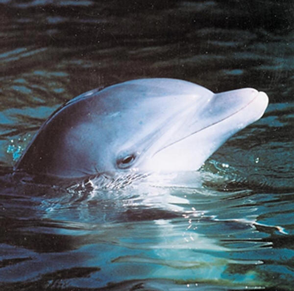 dolphin